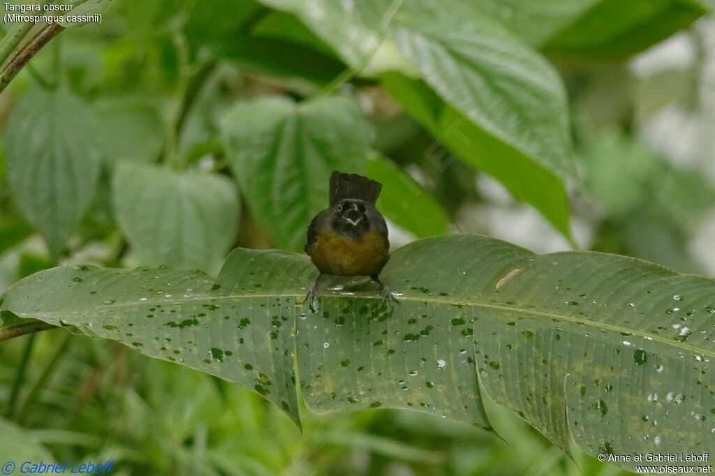 Tangara obscuradulte
