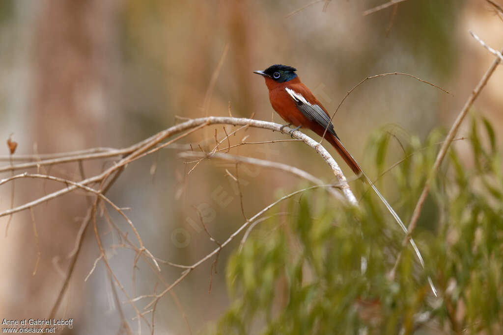 Malagasy Paradise Flycatcher male Fourth year, habitat