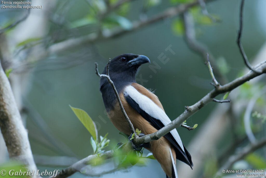 Rufous Treepie