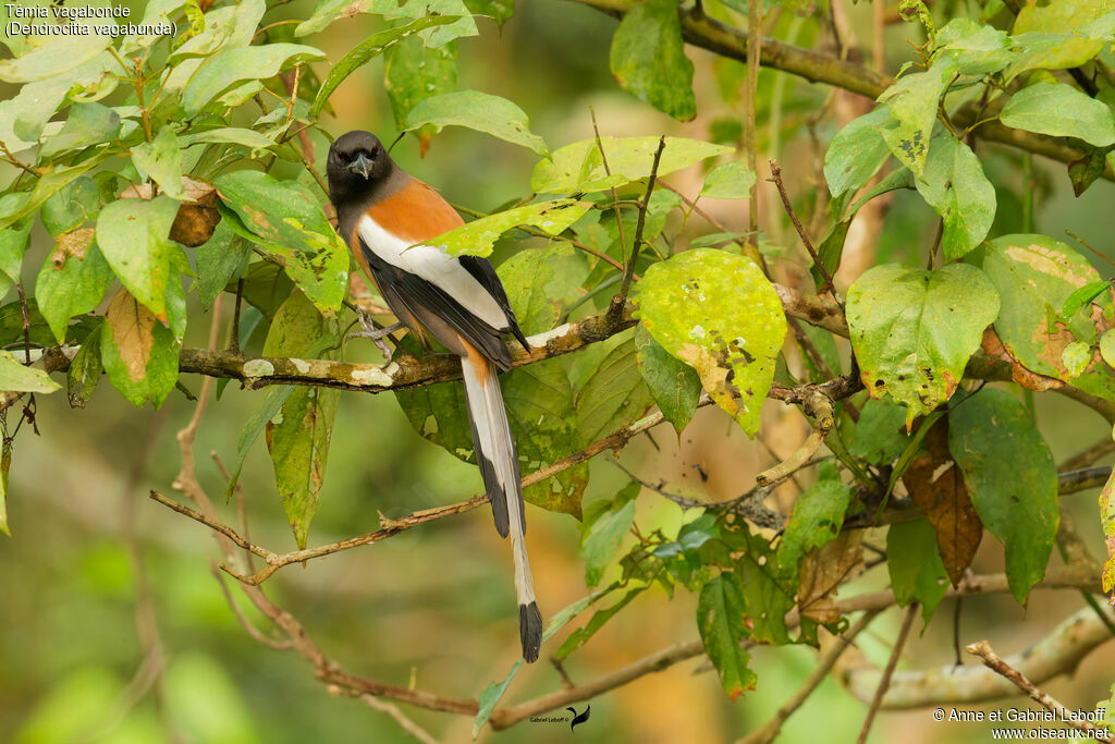 Rufous Treepie