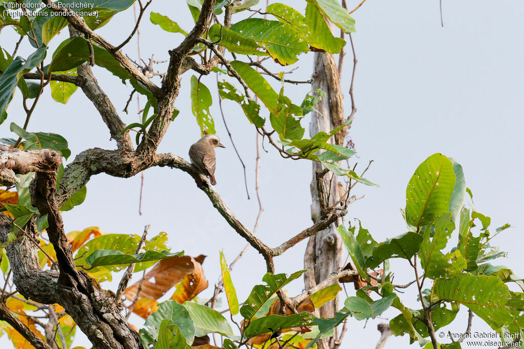 Common Woodshrike