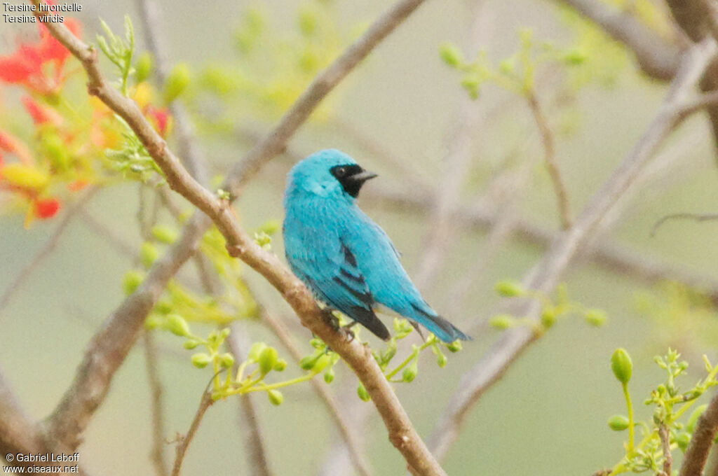 Tersine hirondelle mâle