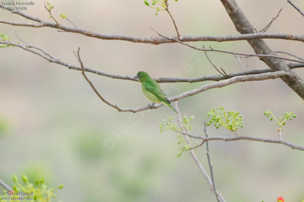 Tersine hirondelle femelle
