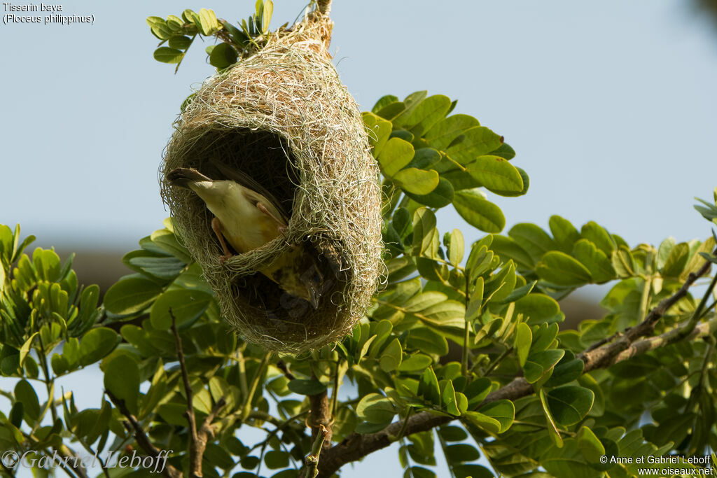 Baya Weaver