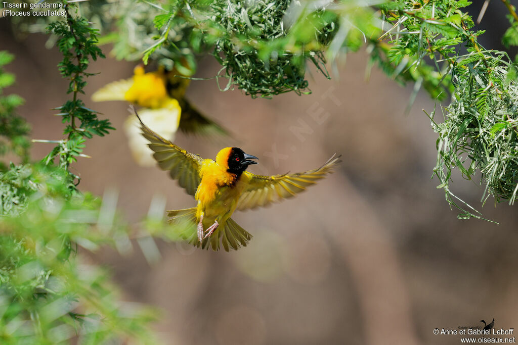Village Weaver male adult