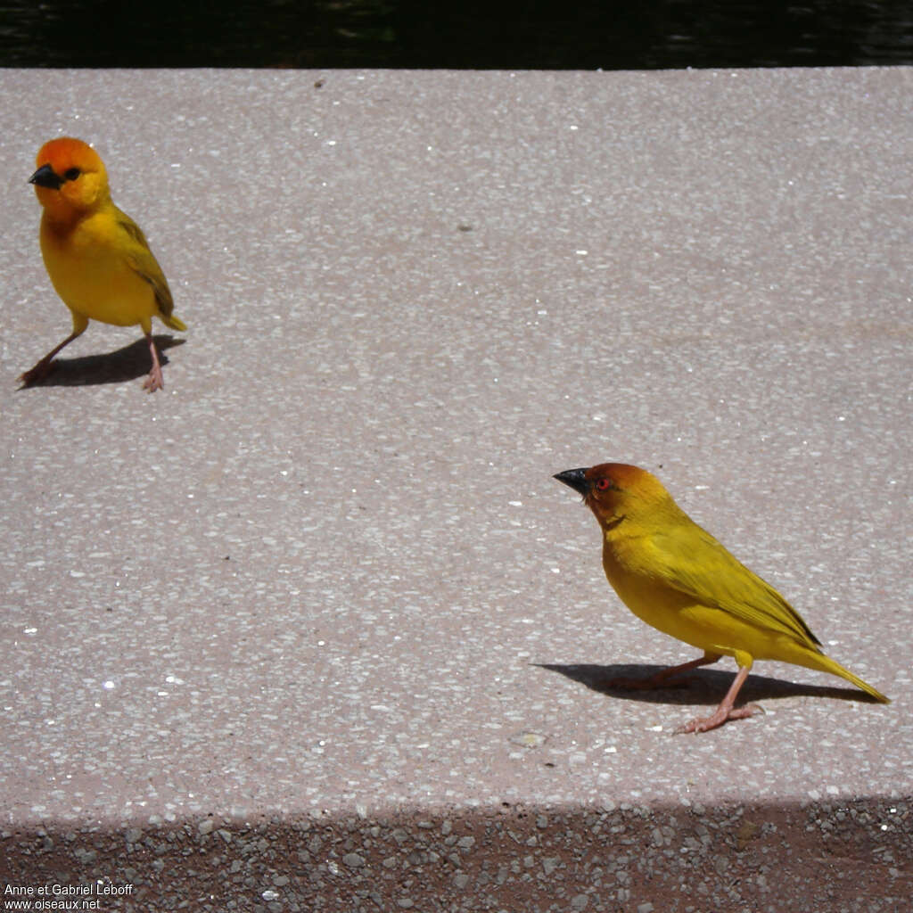 Eastern Golden Weaver male adult breeding, identification