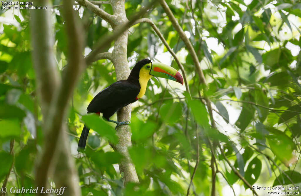 Keel-billed Toucan