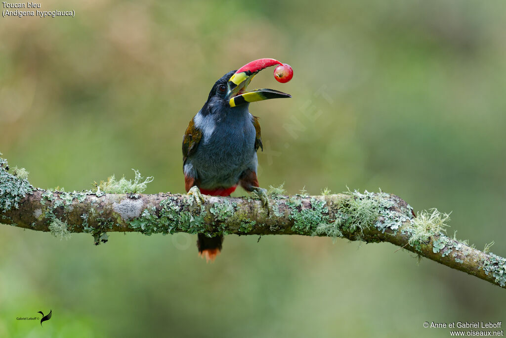 Toucan bleuadulte, mange