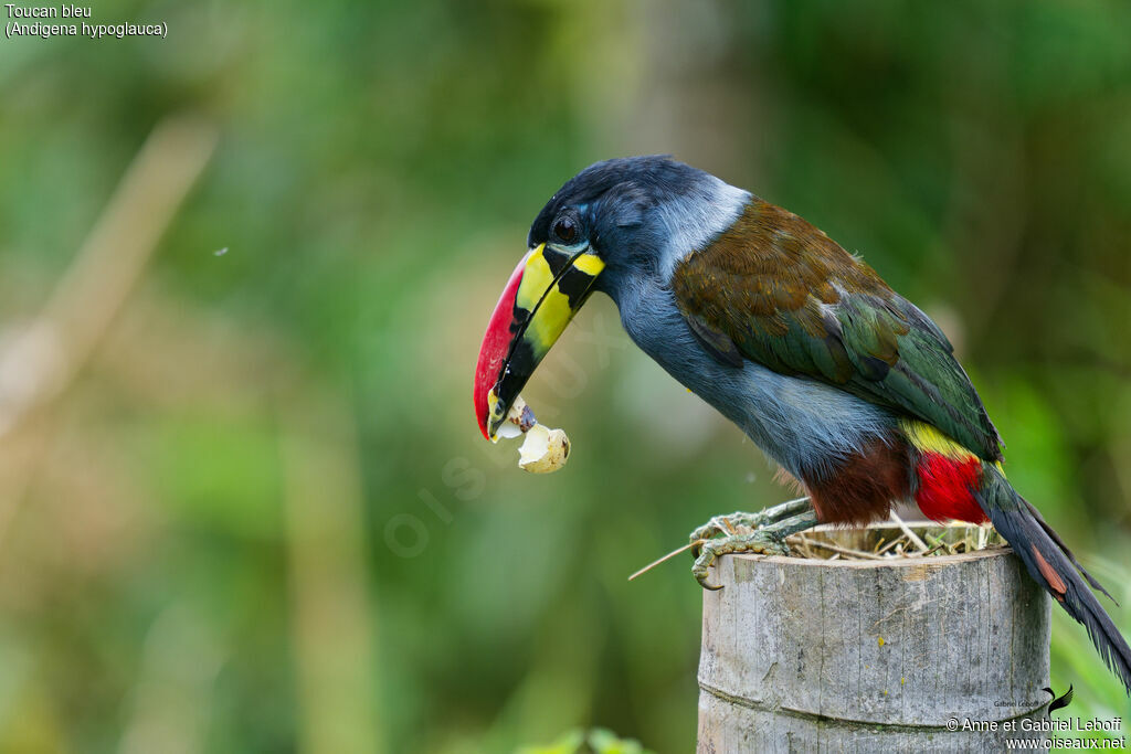 Grey-breasted Mountain Toucanadult, eats