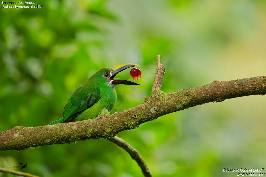 Toucanet des Andesadulte, mange