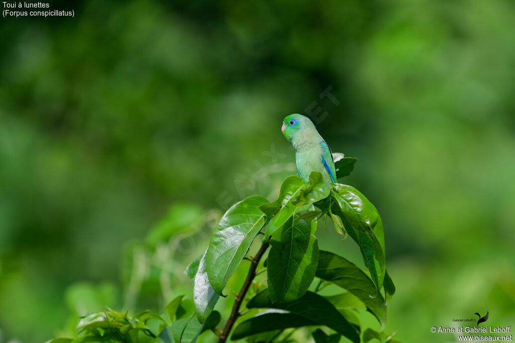 Spectacled Parrotlet