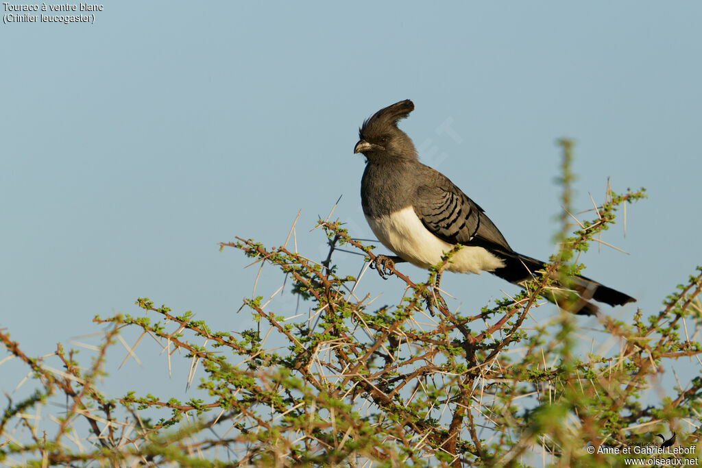 Touraco à ventre blanc
