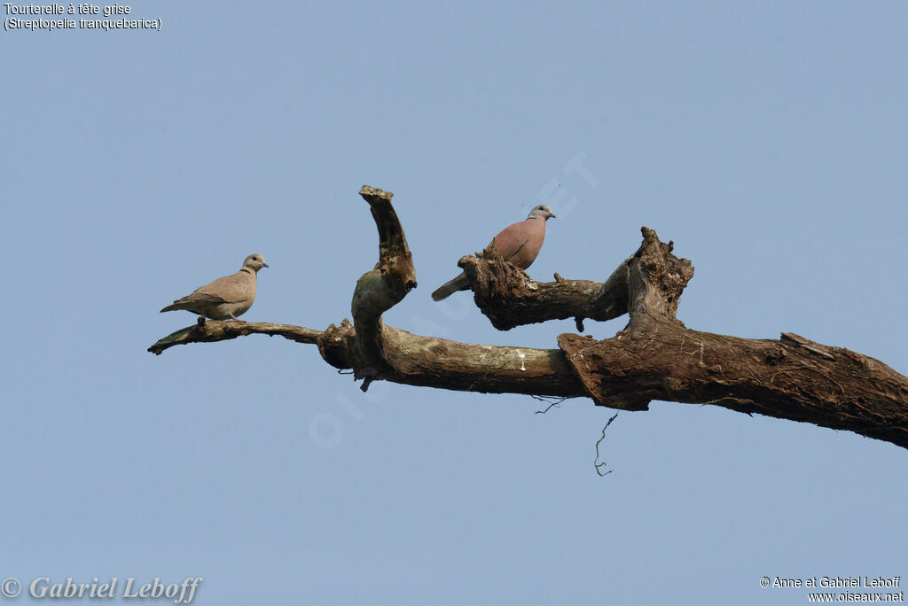 Red Collared Dove