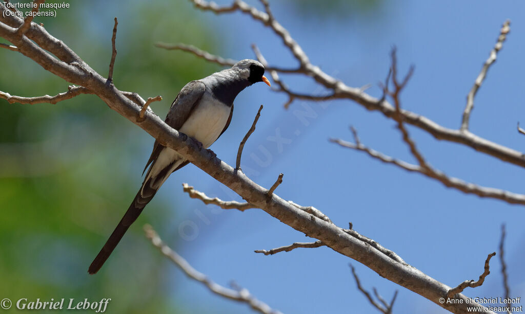 Namaqua Dove male