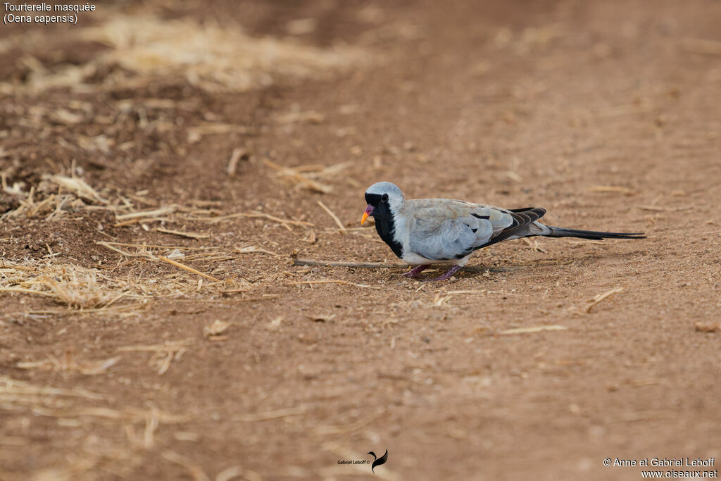 Namaqua Dove - Tourtelette masquée<br /> male
