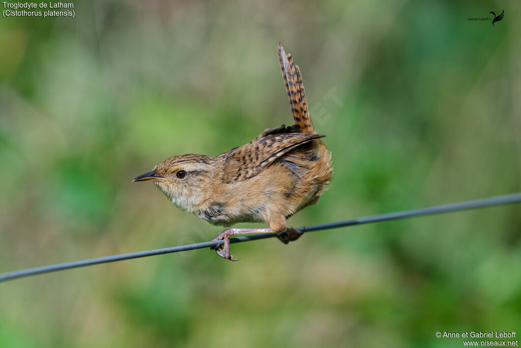 Grass Wrenadult