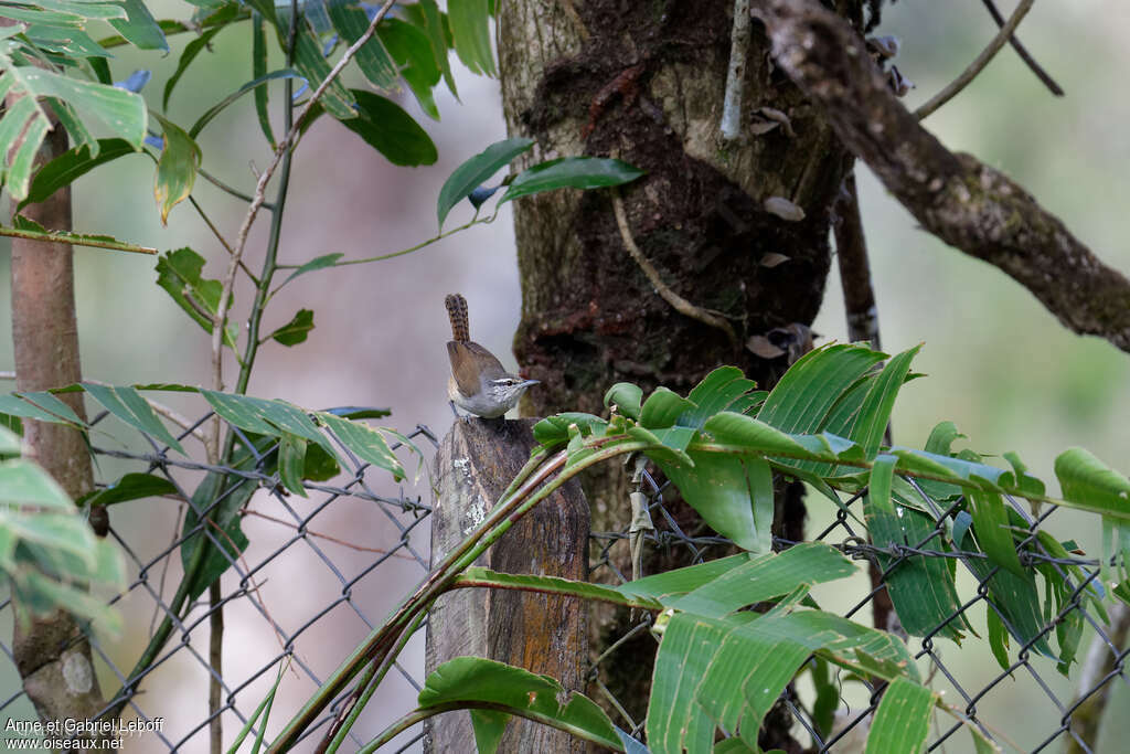 Isthmian Wren, identification