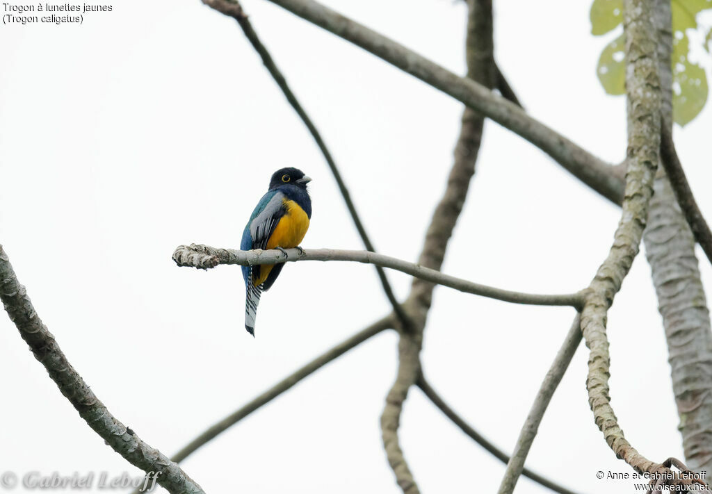 Trogon à lunettes jaunes mâle adulte