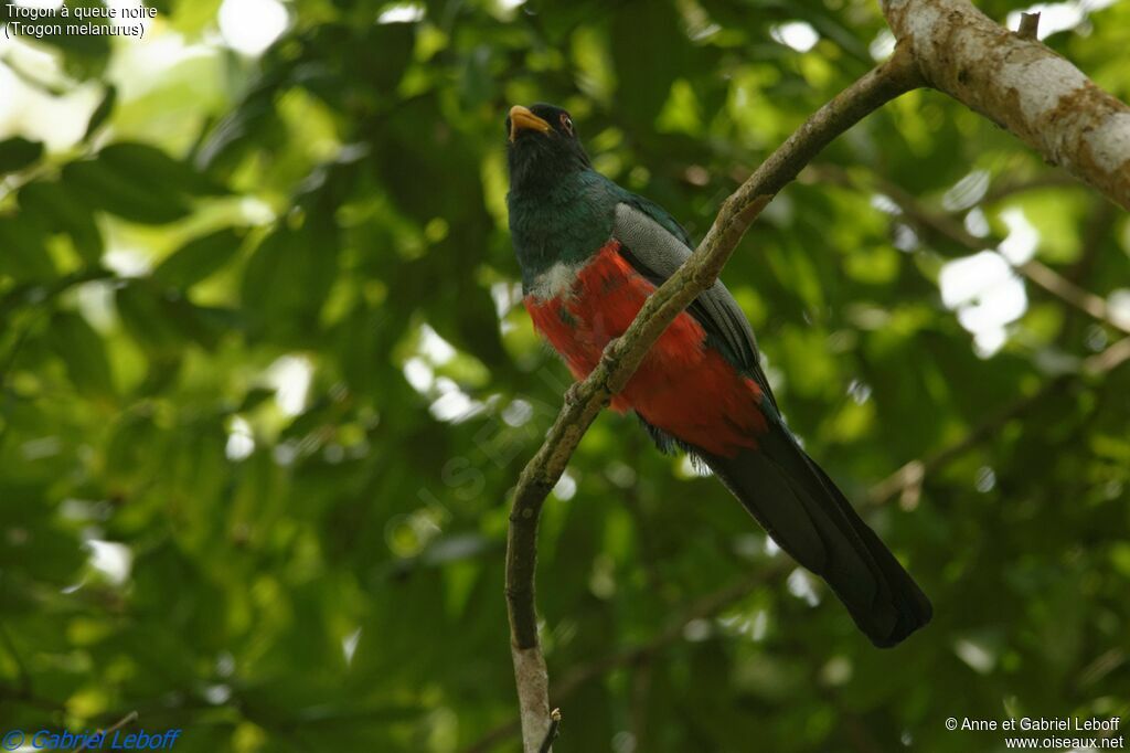 Trogon à queue noire mâle subadulte