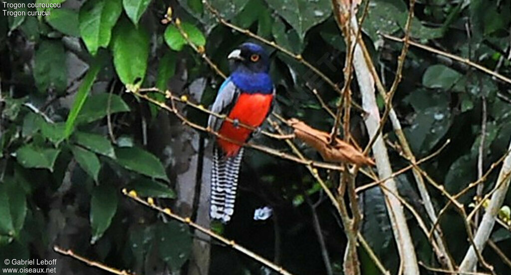Trogon couroucou