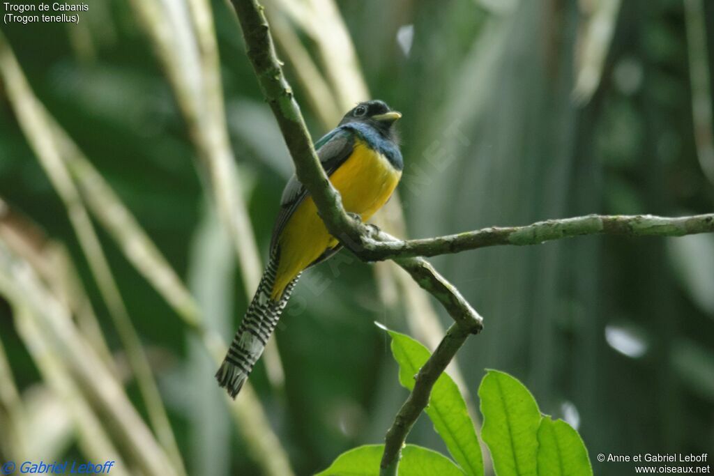Trogon de Cabanis mâle adulte