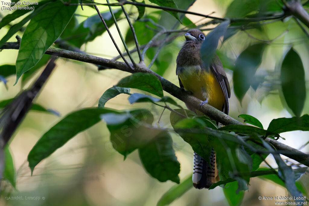 Trogon de Cabanis femelle