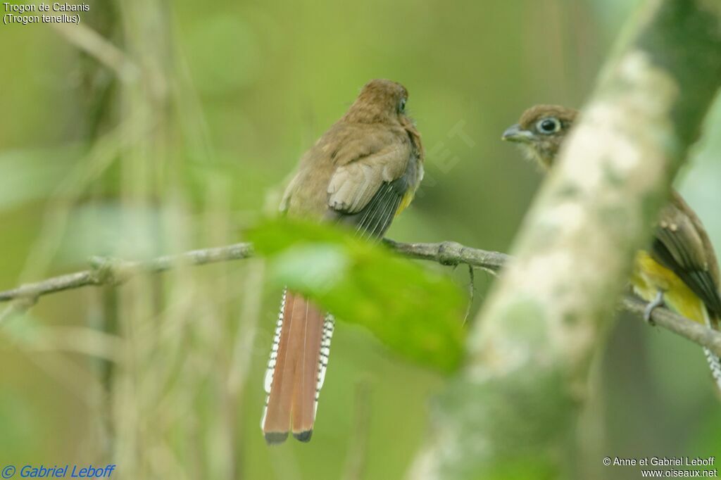 Trogon de Cabanis femelle