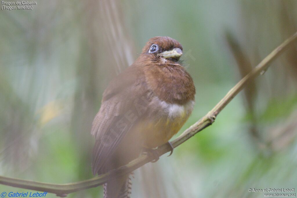 Northern Black-throated Trogon female adult