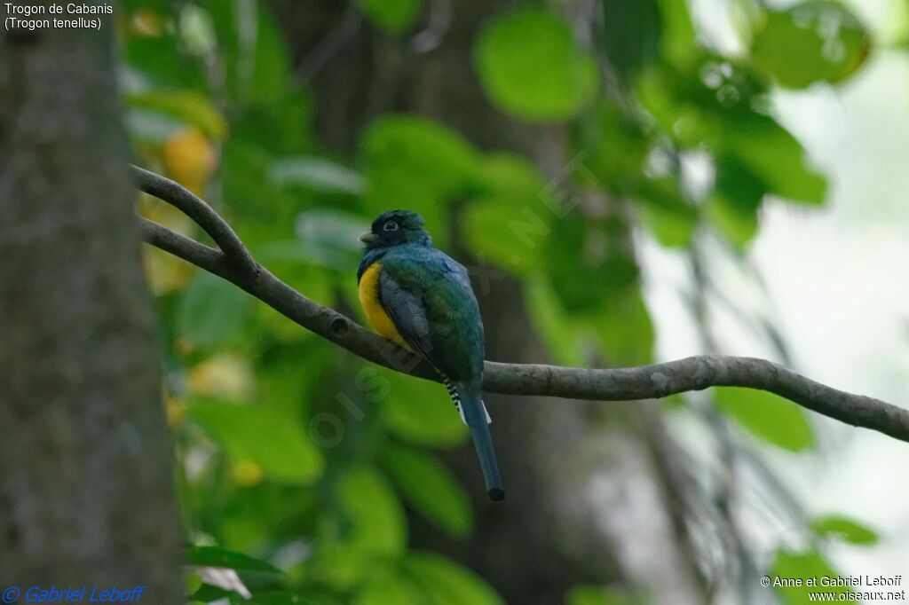 Northern Black-throated Trogon male adult