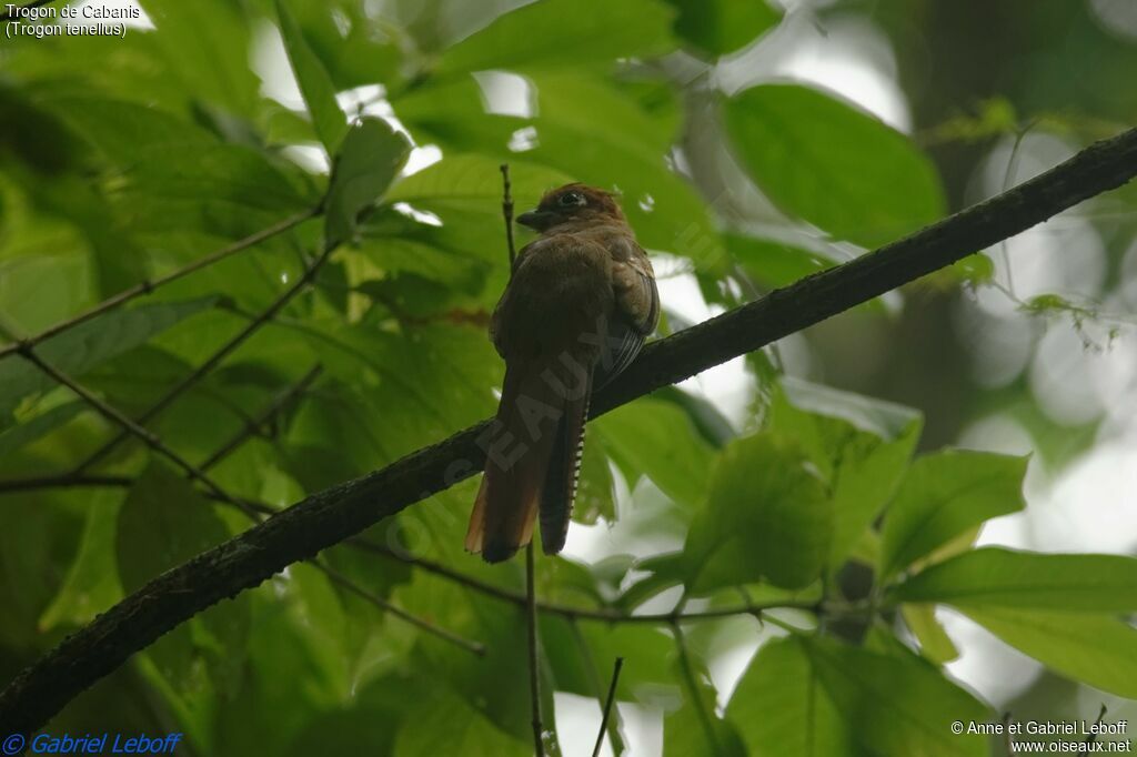 Northern Black-throated Trogon female adult