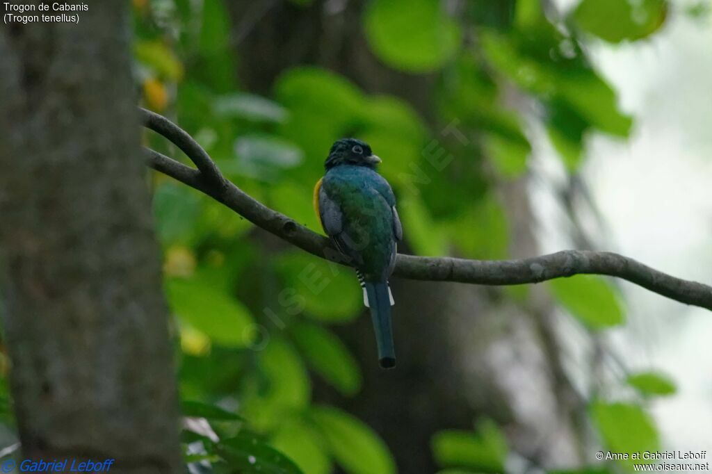 Northern Black-throated Trogon male adult
