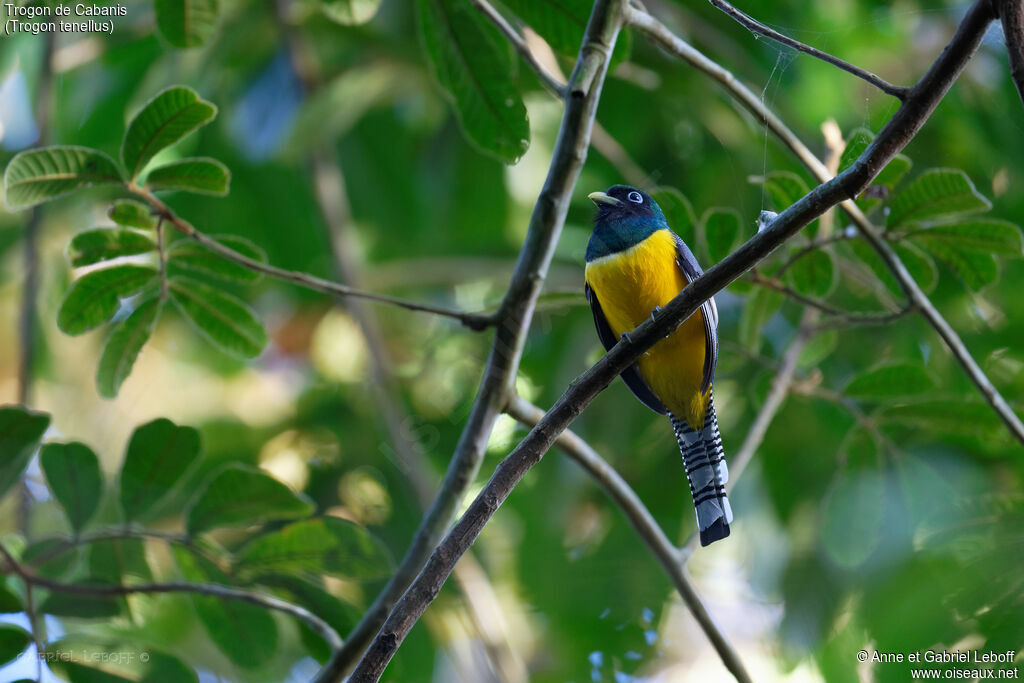 Northern Black-throated Trogon male