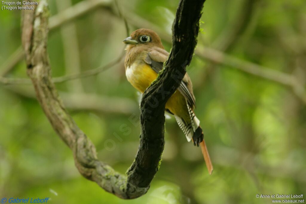 Northern Black-throated Trogon female adult