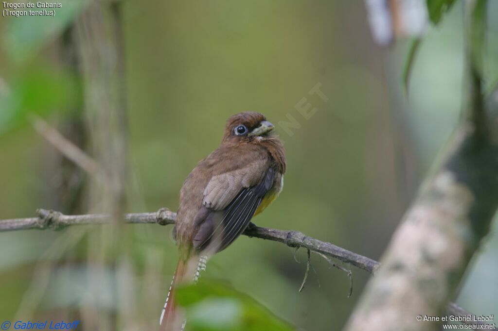 Northern Black-throated Trogon female adult