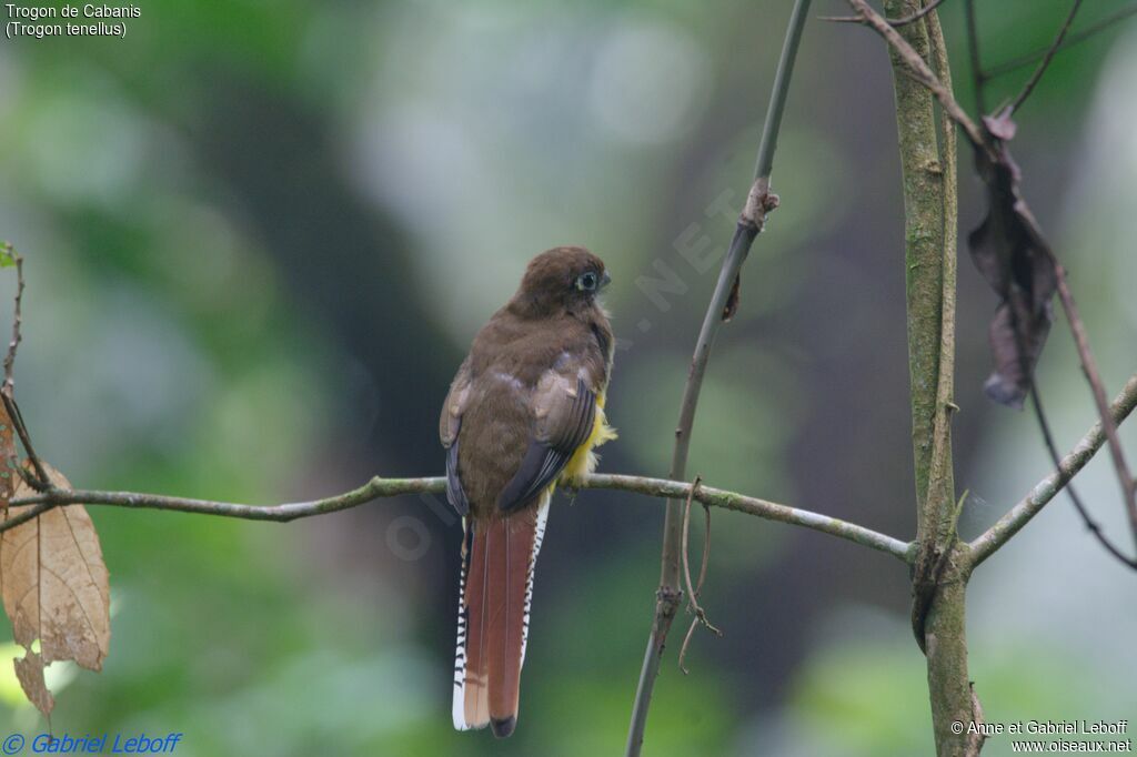 Northern Black-throated Trogon female immature