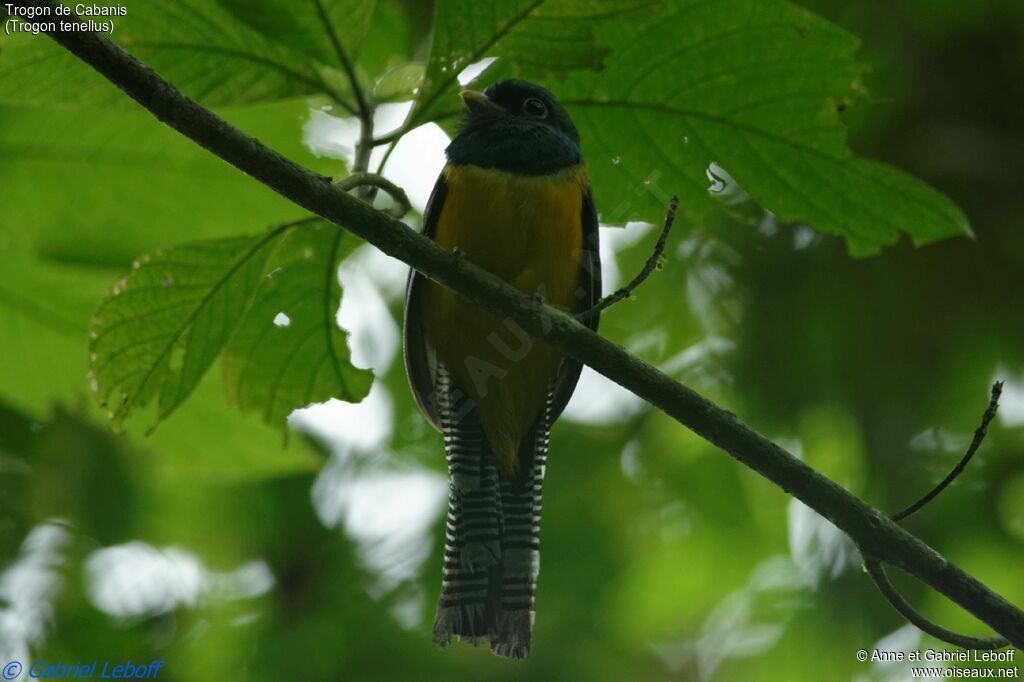 Northern Black-throated Trogon male adult