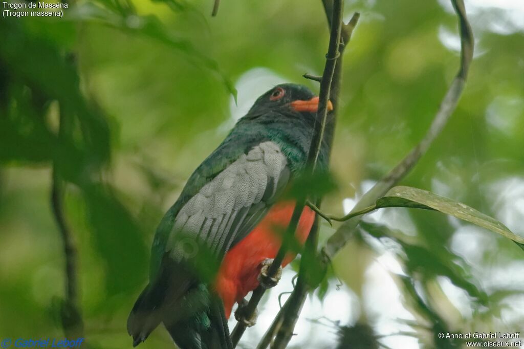 Trogon de Masséna mâle adulte