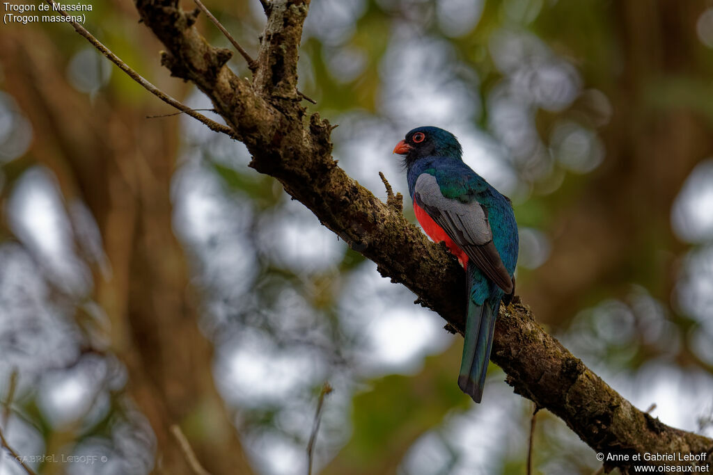 Trogon de Masséna mâle