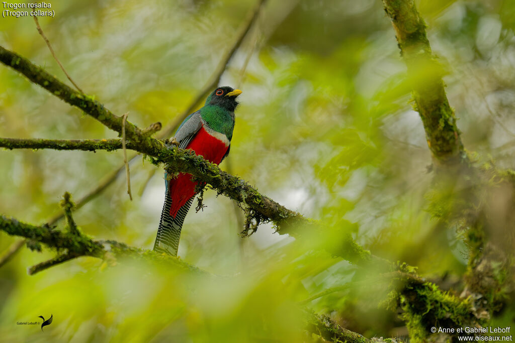 Collared Trogon male adult