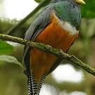 Trogon rosalba
