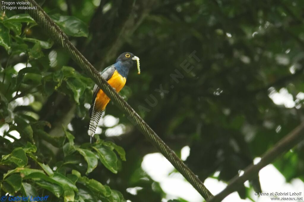 Trogon violacé mâle adulte