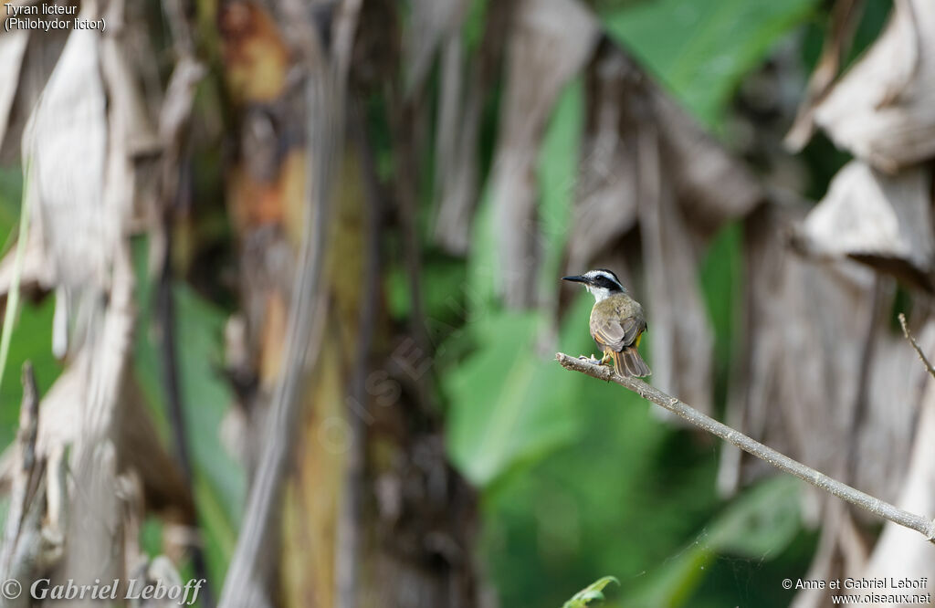 Lesser Kiskadee