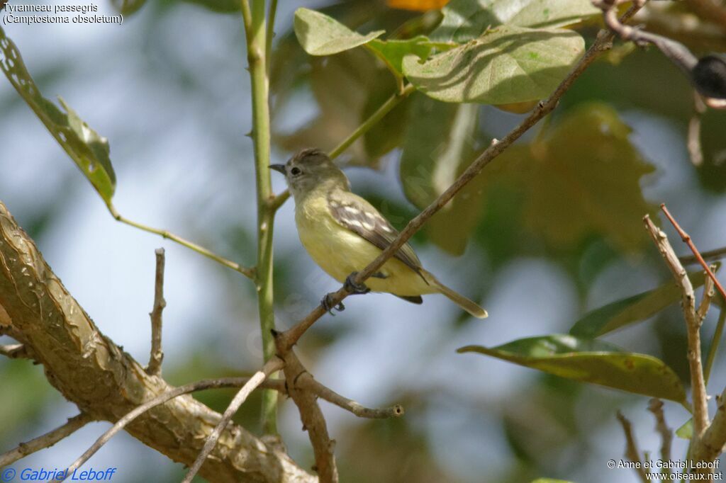 Tyranneau passegrisadulte