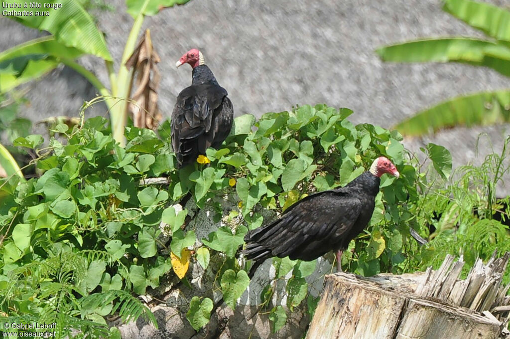 Urubu à tête rouge