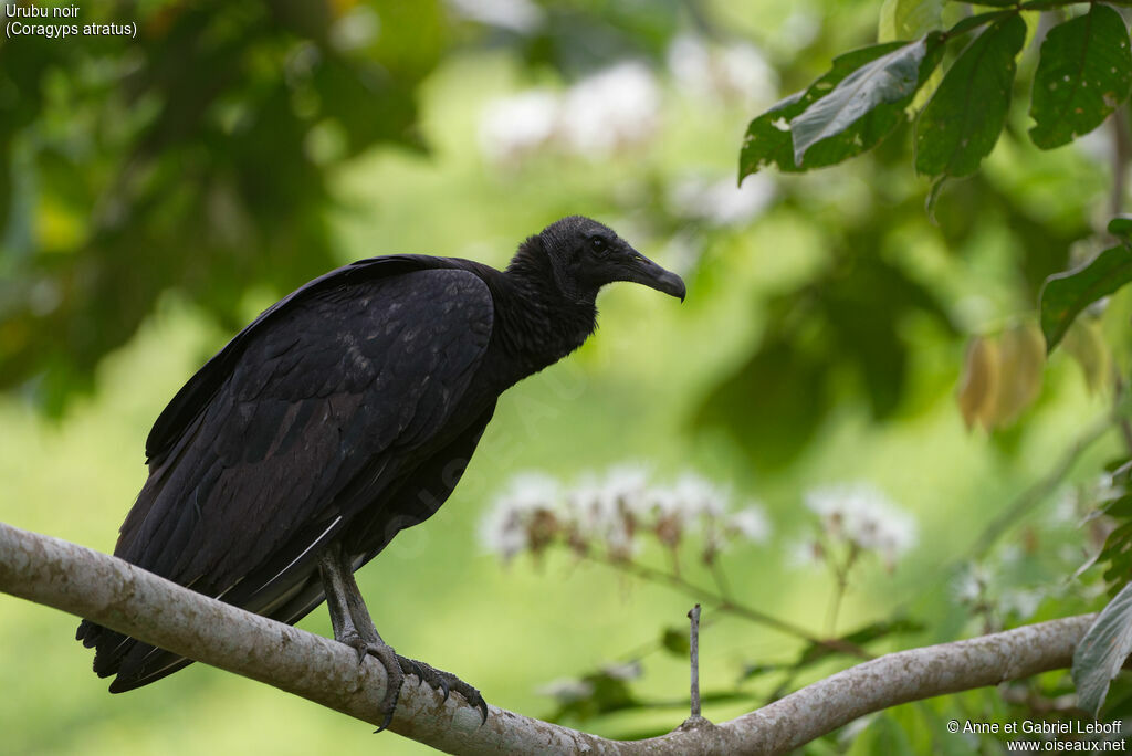 Urubu noir