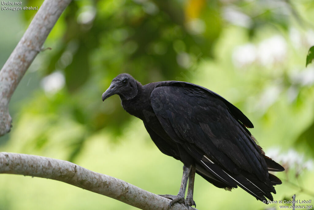 Urubu noir