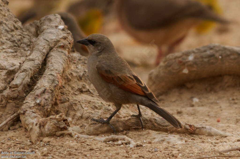 Greyish Baywingadult, identification