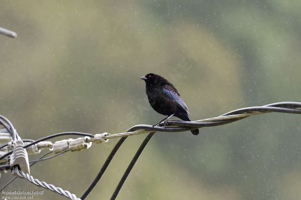 Bronzed Cowbird male adult, identification