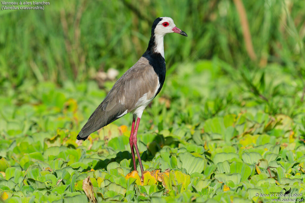Vanneau à ailes blanchesadulte