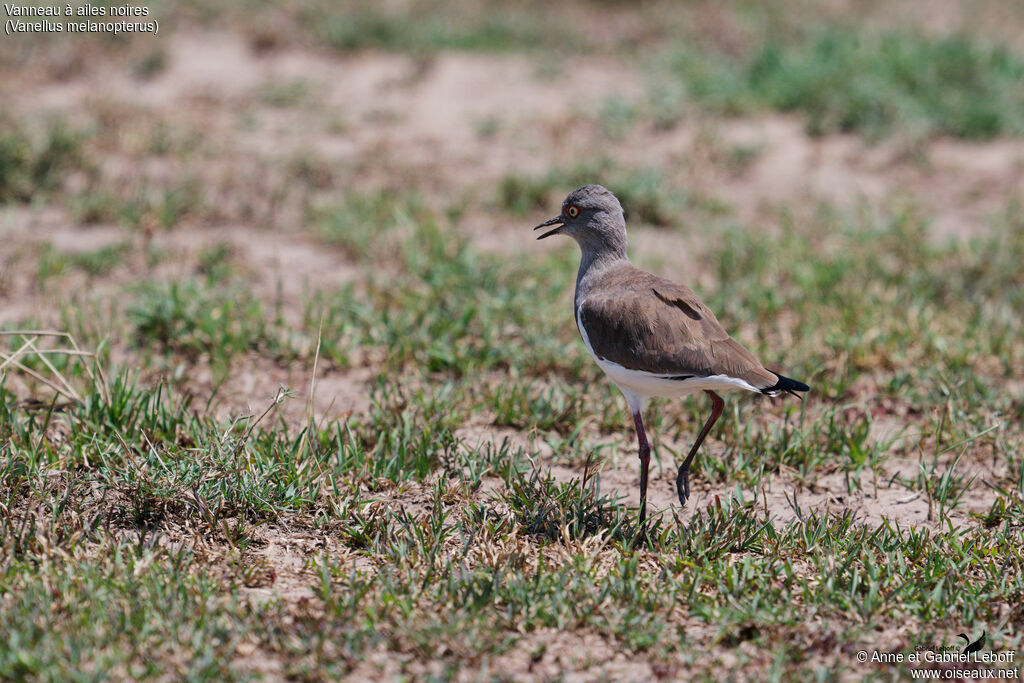 Vanneau à ailes noires